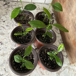 Meyer Lemon Tree Live Plant, Citrus Starter Plant 2-4” Tall in 4” Pot, Fragrant Yellow Citrus Tree