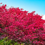 Pack 2 Burning Bush Rooted Cuttings Live, Hardy Ornamental Shrubs, Burning Bush Live Plants