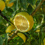 Live Meyer Lemon Plant, Yellow Air-Layered Lemon Citrus in Gallon Pot, 1-2 Feet Tall for Outdoor Garden