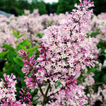 Kim Lilac Tree Live Plant for Outdoor Spring Planting, 1 Year Old Tree 6-12" Tall in Quart Pot, Purple Lilac Trees