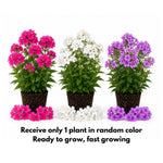 Upright Phlox Live Plant 4-7 Inches, Garden Phlox Perennial Flower Starter for Outdoor Garden, Random Color Plants