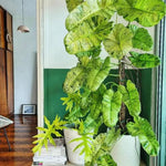 Philodendron Live Plant, Rare Variegated Houseplant 5-8 Inch Tall, Indoor Live Plant for Home or Office Decor, No Pot (Variegated Philodendron)