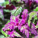 Purple Passion Plant Live House Plant, Purple Gynura Plant, 4 to 8 Inches Tall, No Pot, Vibrant Foliage, Ready for Indoor or Outdoor Growing