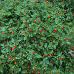Set of 100 Seeds Pequin Chili Pepper, Red Peppers Vegetable Seed, Pequin Pepper Plant for Indoor Outdoor Gardening