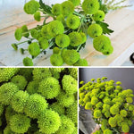 Chrysanthemum Plants Live 4 to 7 Inch Tall, Mums Live Plants, Vibrant Perennial Mum Plant for Planting in Garden (Green)