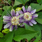 Maypop Passion Flower Live Plant, Purple Incarnata Passiflora 4-8 Inches, Hardy Flowering Vine for Garden, Patio and Containers