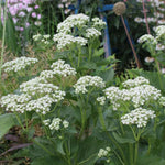 2 White Milkweed Plants Live Starter Size, 5-9" in Tall, Outdoor Planting, Spring Blooms, Cold Hardy, Perennial
