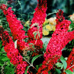 Pack 2 Butterfly Bushes Live Plant, Fragrant Buddleia Bush Shrub, 4 to 9 Inch Tall (Red Blooms)
