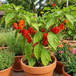 Set 2 Pepper Plants Live for Planting, Hot Chili Pepper Plant, 4-6 Inc Tall, Live Vegetable Plants for Indoor Outdoor Growing
