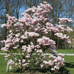 Magnolia Tree Live Plant 6 to 14 Inch Height, Fragrant Magnolia Plant Live to Grow, Magnolia Bush Flowers in Pot (Saucer Magnolia)