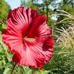 Hibiscus Tree Live Plants for Outdoor Planting, Vibrant Blooms, Size 5-9 Inc in Tall, Dormant in Winter, Spring Fast-Growing (Red)