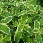 Pinapple Mint Live Plant 4-6'' Tall, Well Rooted Perennial Mint in 4'' Pot, Herbs for Planting Indoor Outdoors and Containers