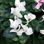 Set of 2 Cyclamen Plants Live, Hardy Cyclamen Plants, Vibrant Blooming Houseplant, 4 Inch Pot for Planting (White)