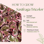 Variegated Strawberry Geranium Live Plant, Rare Saxifraga Tricolor Plant, Indoor Houseplant Starter