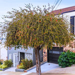 Weeping Yaupon Holly Plant Live 4 to 6 Inch Tall, Weeping Holly Tree Live Plant for Planting, Holly Bush Live Plant