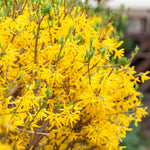 Lynwood Gold Forsythia Live Plant, Yellow Forsythia Plant Live for Planting 6 to 12 Inch Tall, Fragrant Forsythia Bush Shrub, in Pot