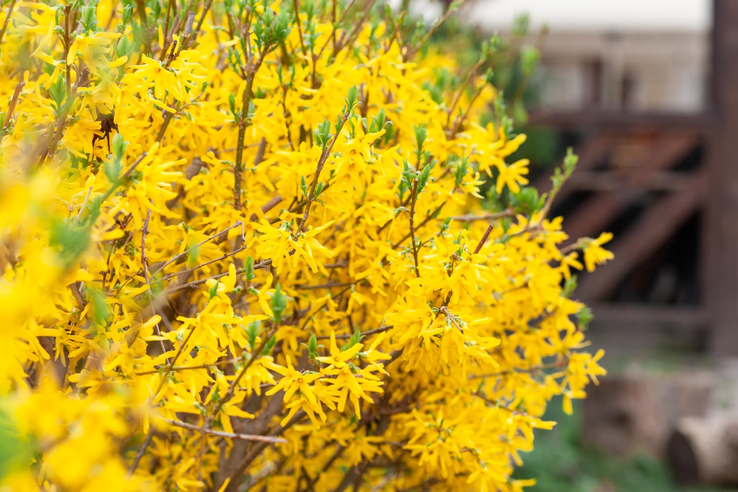 Lynwood Gold Forsythia Live Plant, Yellow Forsythia Plant Live for Planting 6 to 12 Inch Tall, Fragrant Forsythia Bush Shrub, in Pot