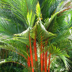Live Palm Tree Plant in 3 Gallon Pot, No CA, Large Fully Rooted Size, Ready to Plant for Home Décor Indoor Outdoor Landscape, Rare Palm Trees, Red Crownshaft Palm