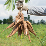 Set of 5 Yuca Cassava Cuttings, 6-8 Inches Tall, Sweet Manihot Stems Live Plant Cuttings for Planting