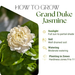 Duke of Tuscany Jasmine Plant 10-14'' Tall in Half Gallon Pot, Fragrant, Hardy Jasmine Flowering Plant for Planting Indoor Outdoor