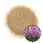 200 Purple Pampas Grass Seeds, Ornamental Grass Seeds for Planting, Perennial Pampas Grasses for Landscaping and Decoration