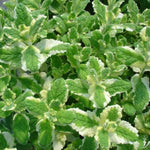 Set of 2 Pineapple Mint Plants Live 4-6 Inches, Perennial Mint Plants, Fragrant Herbs for Growing Outdoor Indoor