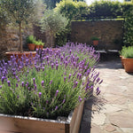 French Lavender Plant Live, Live Lavender Plants for Outside, Purple Blooms, Cold Hardy Herb for Indoor Outdoor Planting, 4 to 7 Inches Tall
