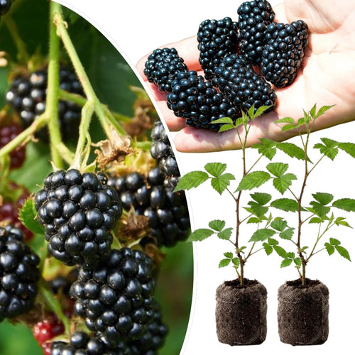 Pack 2 Thornless BlackBerry Plants Live, 4-8 Inch Tall, BlackBerry Bush Live Plant, Sweet Blackberries Fruit Indoor Outdoor (Triple Crown BlackBerry)