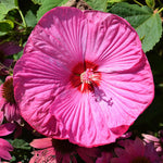 Hibiscus Tree Live Plants for Outdoor Planting, Vibrant Blooms, Size 5-9 Inc in Tall, Dormant in Winter, Spring Fast-Growing (Lady Pink-red)