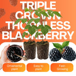 Set 2 BlackBerry Plants Live, BlackBerry Bush Live Plant for Planting, Thornless Blackberries Tree for Outdoor, 5 to 8 Inch Tall (Triple Crown BlackBerry)