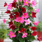 2 Random Mandevilla Plants Live 4–7" Tall, Live Mandevilla Flowering Tropical Vines for Patio, Containers and Backyard Landscaping