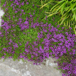 5000 Mix Creeping Thyme Seeds, Low Growing Groundcover Seeds, Fragrant Thyme for Garden Paths, and Rock Gardens