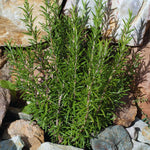 6 Blue Rosemary Plants Live, Rosemary Live Plants from 4 Inc Tall, Zone 7 to 10