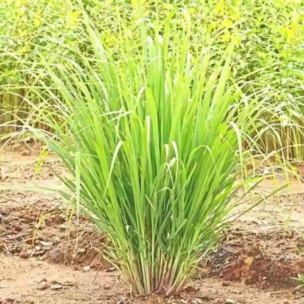 3 Lemon Grass Live Plant, Lemongrass Plants for Outside Planting 4 to 6 Inc Tall