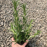 6 Live Rosemary Plants, Blue Rosemary Herb Plants 4-6" Tall for Outdoor Garden or Pots