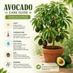 HASS Avocado Tree Live Plant, Avocado Plant, Cold Hardy, 6-12 Inc Tall