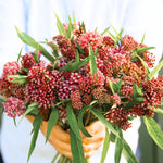 2 Deep Red Milkweed Plants Live, 5-8 Inch Tall, Butterfly Milkweed Asclepias Tuberosa Plant for Perennial Flower