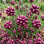 Set 5 Walking Onion Plants, Egyptian Onion Plants, Perennial Garden Herb