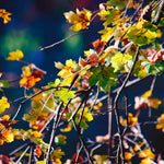 Sycamore Tree Plant Live, 6 to 12 Inc Tall, Sycamore Shade Tree Live Plant Garden