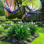 Bird of Paradise Plants Live, Strelitzia Reginae Live Plant, Tropical Perennial Blooming, Houseplant Indoor Outdoor Planting (White)