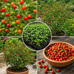 Chiltepin Pepper Live Plants, Hot Chili Pepper Plant, 4-7 Inch Tall in Pot