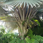 Palm Tree Plant, Live Tropical Palm Tree, Fully Rooted in 3 Gallon Pot, Ready for Outdoor Planting (Giant Palm)