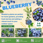 1 Blueberry Bush Live Plant 5 to 9 Inch Tall, Blueberry Plant Live for Planting, Sweet Blueberries Fruit Tree Live Plant (Springhigh Blueberry)