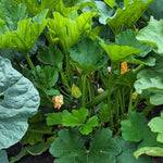 2 Green Zucchini Plants Live, 4 Inc Potted, Fast Growing Squash Vegetable Garden Plants