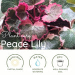 Saxifraga Tricolor Plant Live, Rare Variegated Plant, Coloful Live Indoor Plant, 3.25 Inches Pot