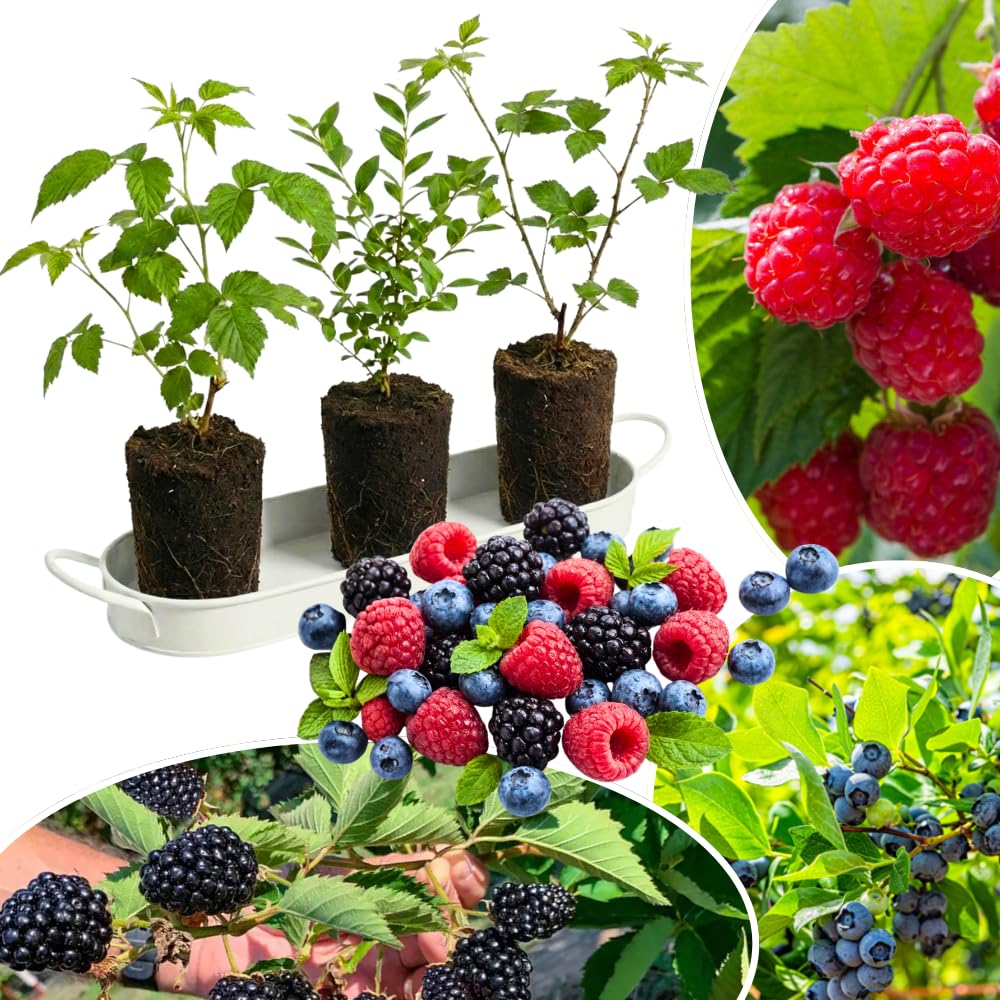 Set of 3 Mixed Fruit Plants Live, Raspberry, Blueberry and BlackBerry, 4–8 Inch Tall Assorted Berry Seedlings, Indoor Outdoor Garden Plants