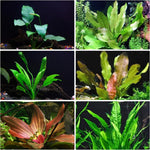 200 Aquarium Plant Seeds for Fish Tank, Mixed Aquatic Grass Seeds for Freshwater Aquarium, Fast-Growing