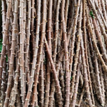 Potted Yuca Plant Live, Thick Trunk Yuca Cassava Sweet Manihot Grow from Cuttings Sticks for Outdoor Planting, 6-9 Inches Tall Yucca, No CA
