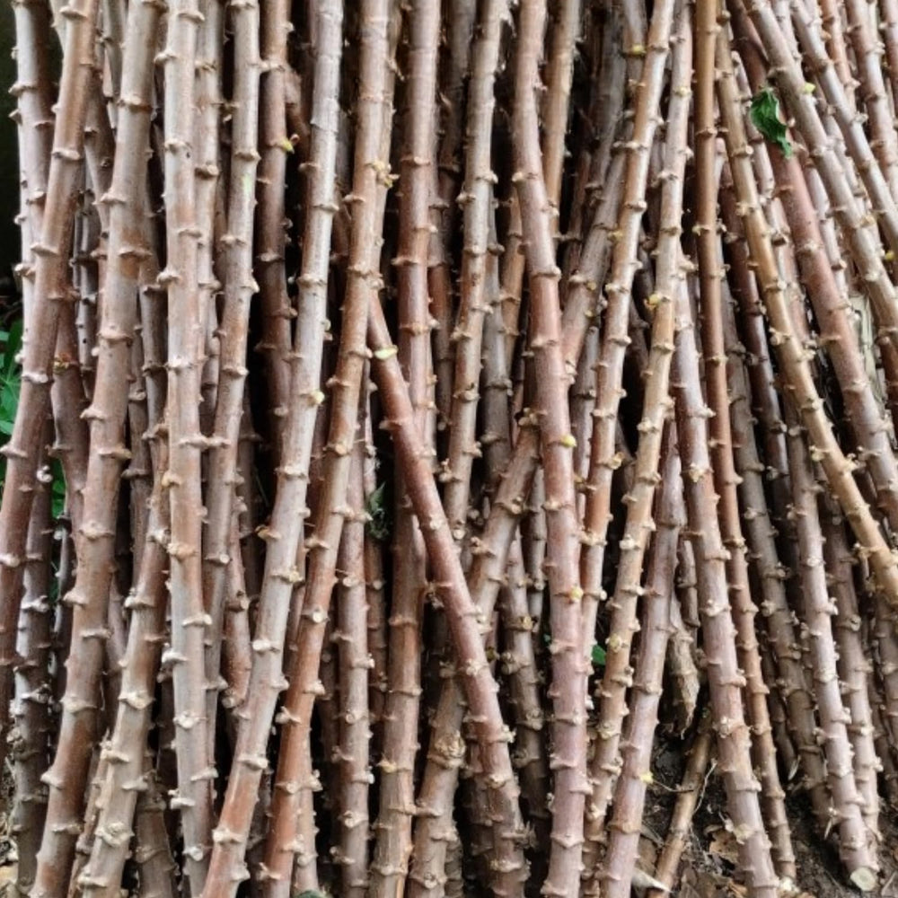 Potted Yuca Plant Live, Thick Trunk Yuca Cassava Sweet Manihot Grow from Cuttings Sticks for Outdoor Planting, 6-9 Inches Tall Yucca, No CA