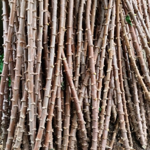 Potted Yuca Plant Live, Thick Trunk Yuca Cassava Sweet Manihot Grow from Cuttings Sticks for Outdoor Planting, 6-9 Inches Tall Yucca, No CA